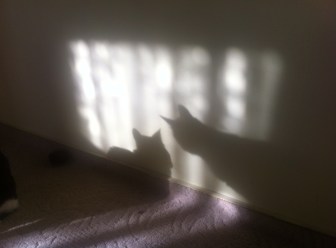 95100127-6ee1-4207-bcab-2bb244cc655c-1